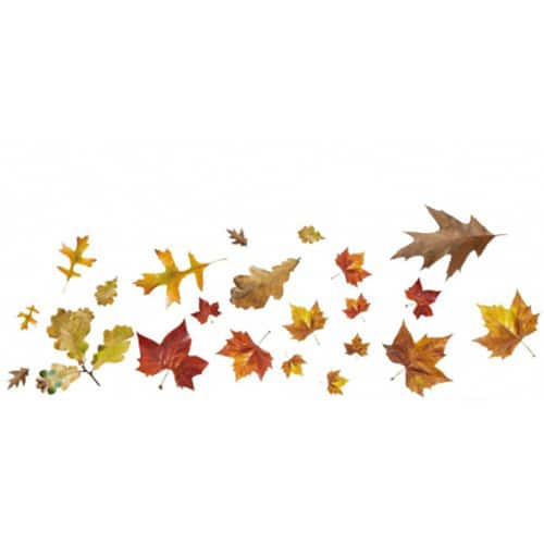 Créez une écrin de verdure avec le sticker Feuilles Mortes ! Sticker mural adhésif Feuilles Mortes !