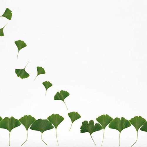 Une touche de verdure avec nos stickers Feuilles de Ginkgo ! Sticker feuilles vertes pour déco maison