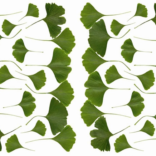Une touche de verdure avec nos stickers Feuilles de Ginkgo ! mis en ambiance, 4ème proposition Sticker autocollant feuilles vertes