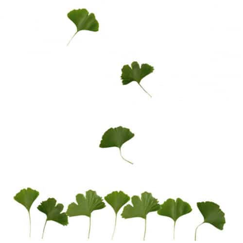 Créez une écrin de verdure avec le sticker Petites Feuilles de Ginkgo ! Adhésifs muraux feuilles de Ginkgo
