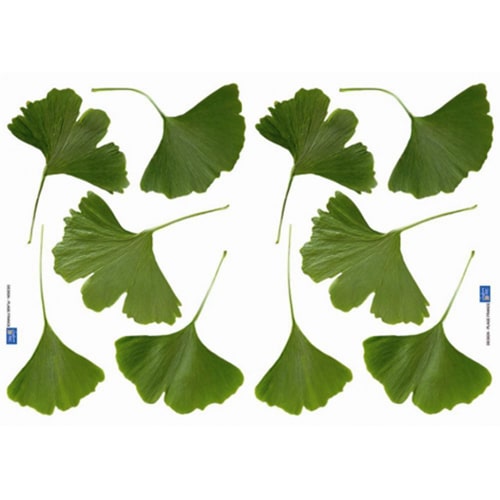 Créez une écrin de verdure avec le sticker Petites Feuilles de Ginkgo ! mis en ambiance, 4ème proposition sticker dix feuilles de Ginkgo Biloba