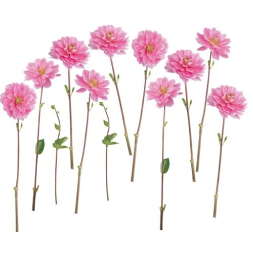 Sticker Petits Dahlias Sticker Petits Dahlias pour décoration intérieur