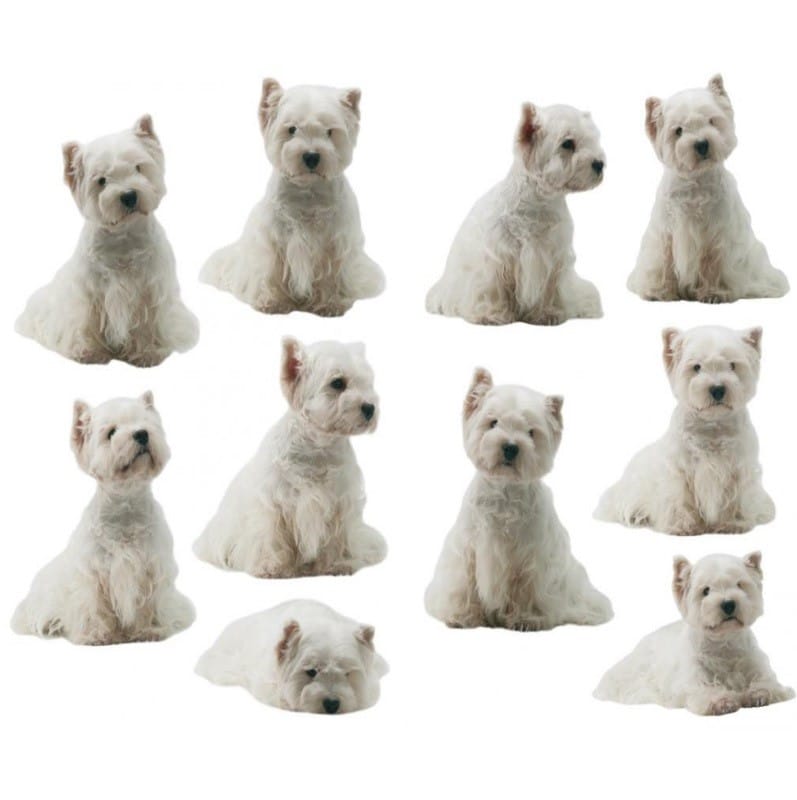 Une ambiance personnalisée chez vous avec un sticker Petits Chiens Blancs ! sticker autocollant chiens