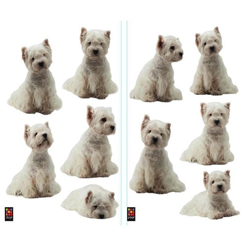 Une ambiance personnalisée chez vous avec un sticker Petits Chiens Blancs ! mis en ambiance, 4ème proposition Sticker mural adhésifs chiens