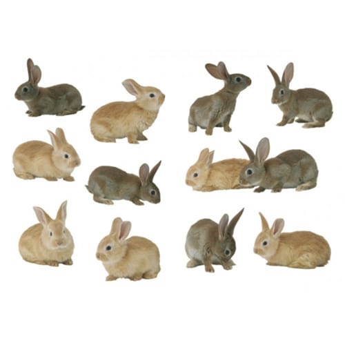 Sticker Petits Lapins ! Sticker de petits lapins brun et gris