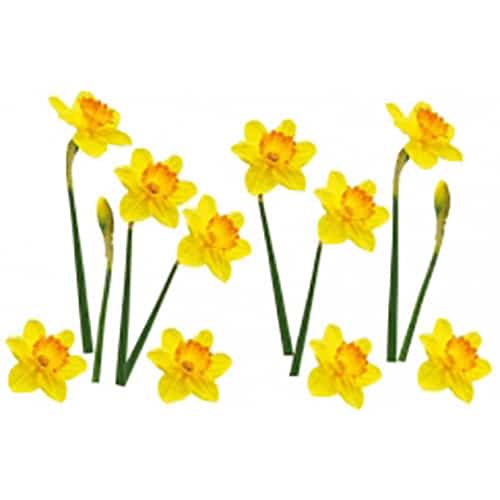 Sticker Petites Jonquilles ! Sticker adhésif Petites Jonquilles