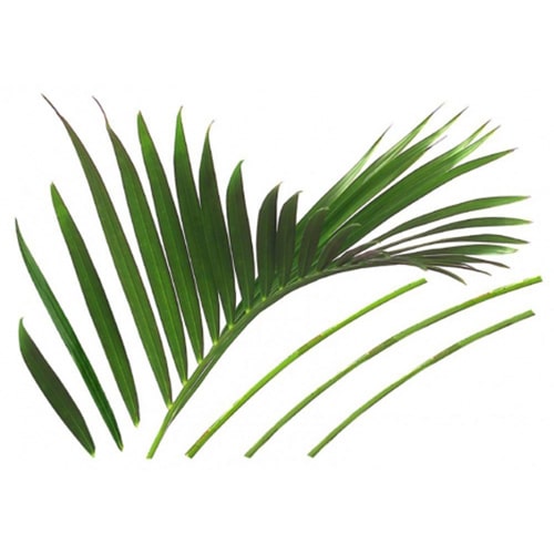 Offrez une touche d'air frais avec nos stickers Feuilles Géantes de Palmiers ! mis en ambiance, 2ème proposition Sticker feuille de palmier pour déco de la maison