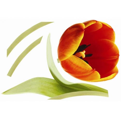 Créez une écrin de verdure avec le sticker Tulipe Courbée ! mis en ambiance, 4ème proposition Sticker géant Tulipe Courbée