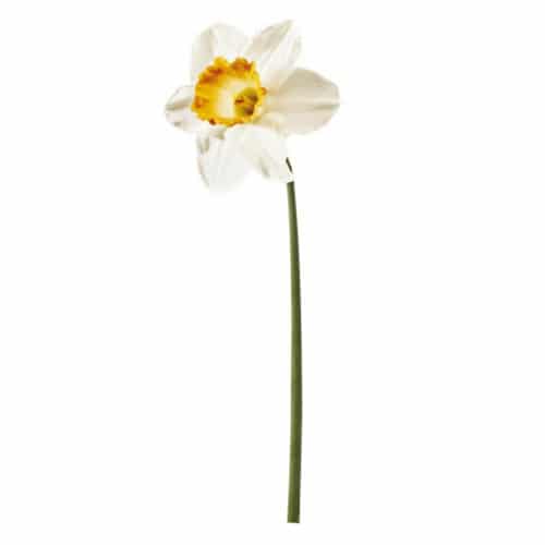Autocollant fleur géant Grand Narcisse