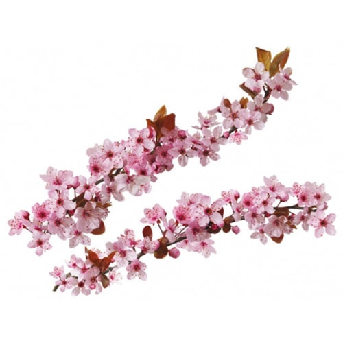 Créez une écrin de verdure avec le sticker Branches de Cerisier Japonais ! Adhésif mural Branches de Cerisier Japonais
