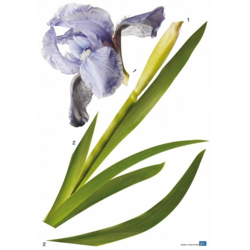 Créez une écrin de verdure avec le sticker Iris bleus ! Autocollant fleur Iris bleus géant