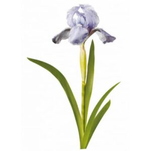 Sticker d'une fleur Iris bleus
