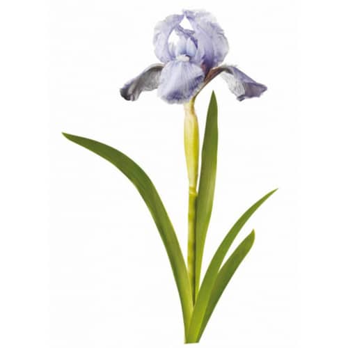 Créez une écrin de verdure avec le sticker Iris bleus ! mis en ambiance, 1ère proposition Sticker d'une fleur Iris bleus