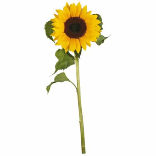 Sticker géant Tournesol ! Autocollant géant Tournesol jaune et vert