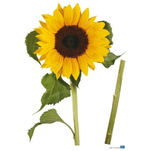Créez une écrin de verdure avec le sticker géant Tournesol ! mis en ambiance, 4ème proposition Sticker géant Tournesol à collé au mur