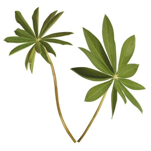 Offrez une touche d'air frais avec nos stickers Feuilles de Lupin ! Sticker feuilles de lupin pour déco maison