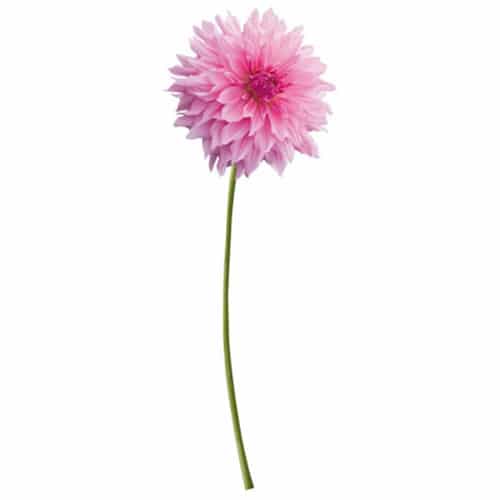 Sticker Dahlia Rose Sticker Dahlia Rose pour décoration intérieur