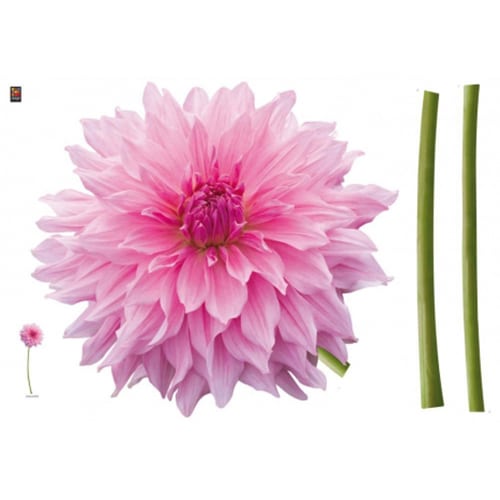 Sticker Dahlia Rose mis en ambiance, 2ème proposition Sticker Dahlia Rose pour déco mur