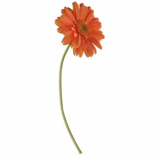 Sticker Gerbera Orangée ! Sticker géant autocollant Gerbera Orangée