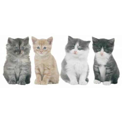 Offrez un peu de joie à votre intérieur avec le sticker 4 chats ! Sticker frise murale 4 chats !