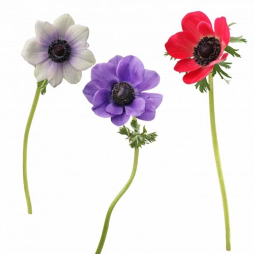 Sticker Anémones ! Sticker fleur anémone rose blanc violet