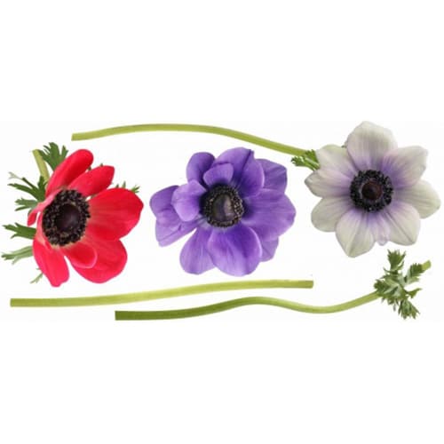Créez une écrin de verdure avec le sticker Anémones ! mis en ambiance, 4ème proposition Sticker géant fleur anémones rouge violet et blanc
