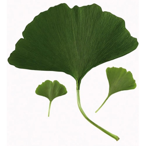 Offrez une touche d'air frais avec nos stickers Feuilles de Ginkgo Biloba ! stickers feuilles de Ginkgo Biloba