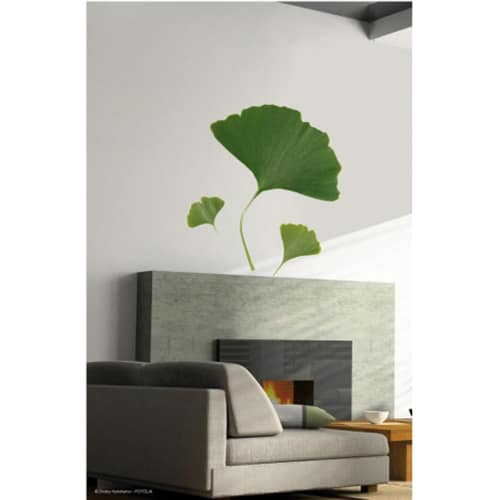 stickers muraux feuilles de Ginkgo mis en ambiance sur un mur blanc