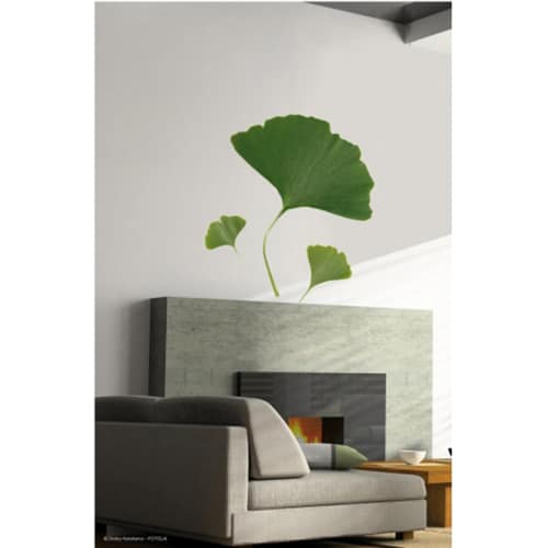 Stickers Feuilles de Ginkgo Biloba stickers muraux feuilles de Ginkgo Biloba sur un mur blanc