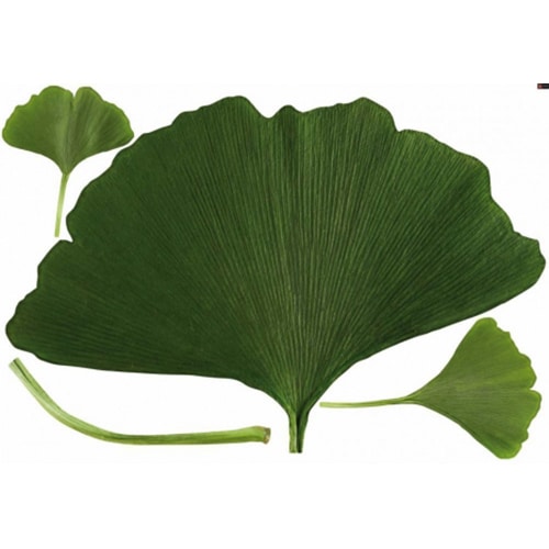 Offrez une touche d'air frais avec nos stickers Feuilles de Ginkgo Biloba ! mis en ambiance, 4ème proposition sticker feuilles de Ginkgo Biloba découpées
