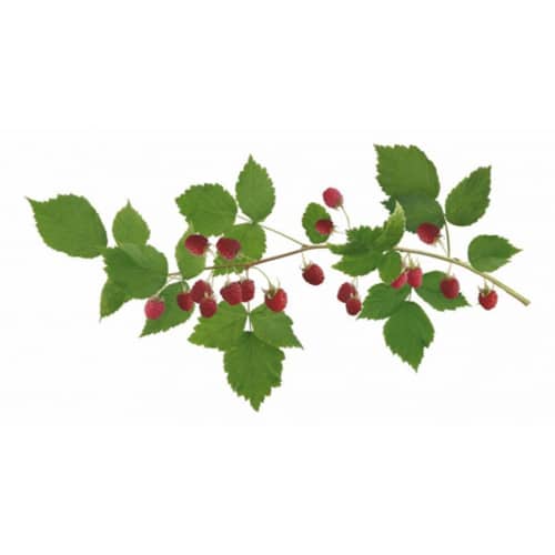 Offrez une touche d'air frais avec nos stickers Branches Framboisines ! Sticker branches framboisines pour déco maison