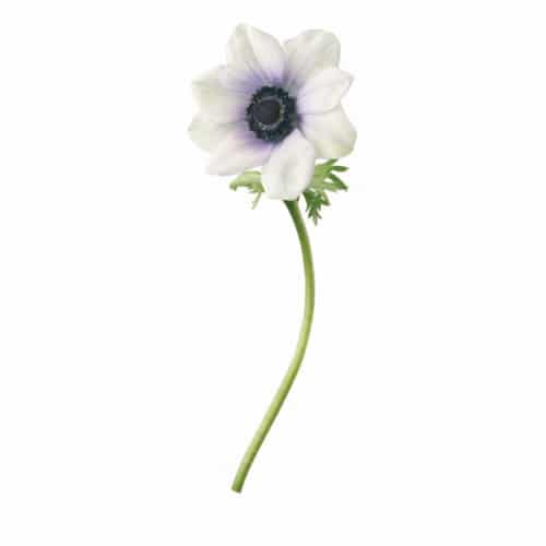 Sticker Fleur d'Anémone Blanche ! Fleur d'Anémone Blanche adhésive murale