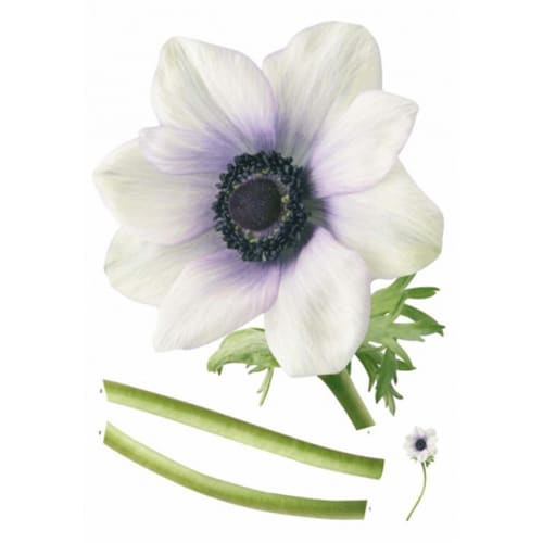 sticker Fleur d'Anémone Blanche ! Sticker adhésif Fleur d'Anémone Blanche