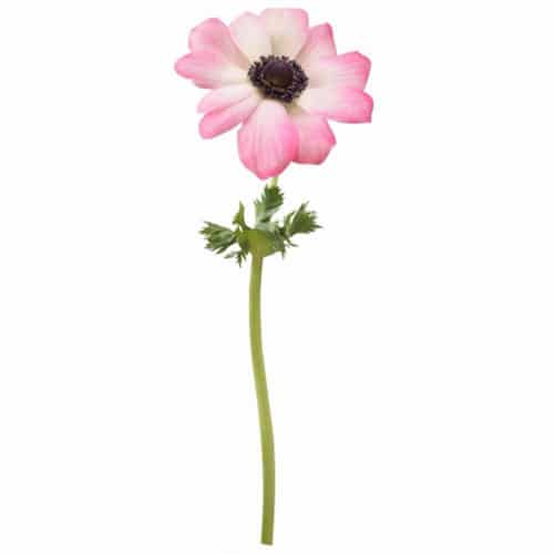 Sticker Anémone Rose ! Sticker adhésif géant de fleur Anémone Rose