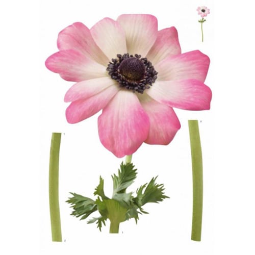 Créez une écrin de verdure avec le sticker Anémone Rose ! mis en ambiance, 4ème proposition Autocollant Anémone Rose