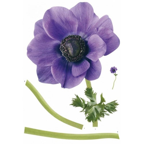 Créez une écrin de verdure avec le sticker Fleur d'anémone ! mis en ambiance, 4ème proposition Sticker Fleur d'anémone géant