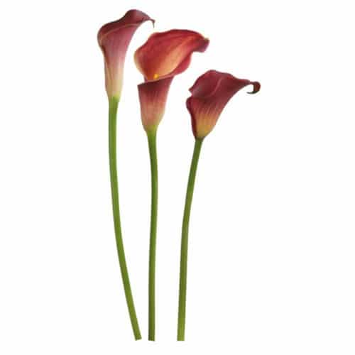 Sticker Fleurs d'Arums Passions Sticker Fleurs d'Arums Passions pour décoration intérieur