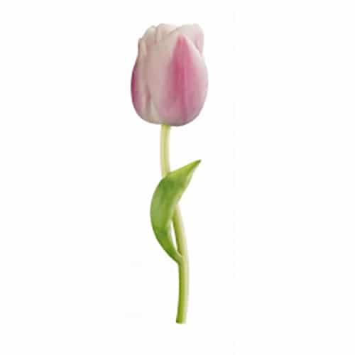 Sticker Tulipe Rose ! Autocollant d'une Tulipe Rose prêt à être mise au mur