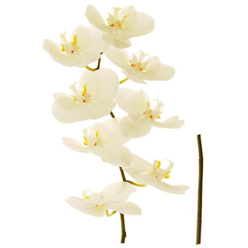 Stickers Aglaé L'orchidée sont faits pour vous ! sticker orchidées blanches