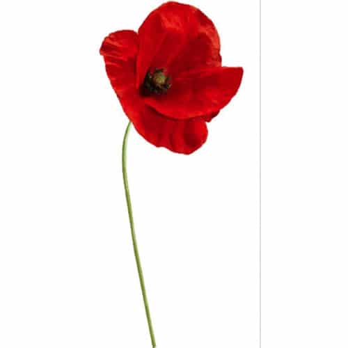 Sticker Coquelicots ! Sticker Coquelicots autocollant