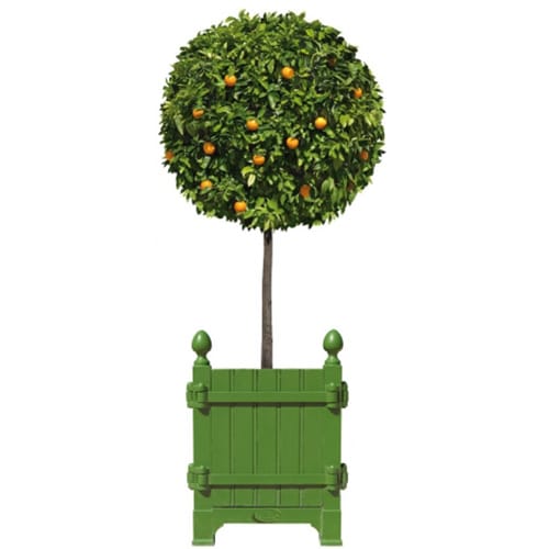 Offrez une touche d'air frais avec nos stickers Oranger taillé en boule ! Sticker oranger taillé pour déco de la maison