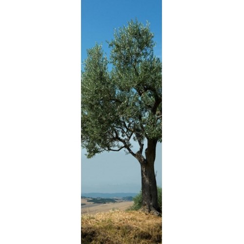 Sticker pour Grand Frigo Olivier de Provence mis en ambiance, 2ème proposition Sticker autocollant pour Grand Frigo Olivier de Provence