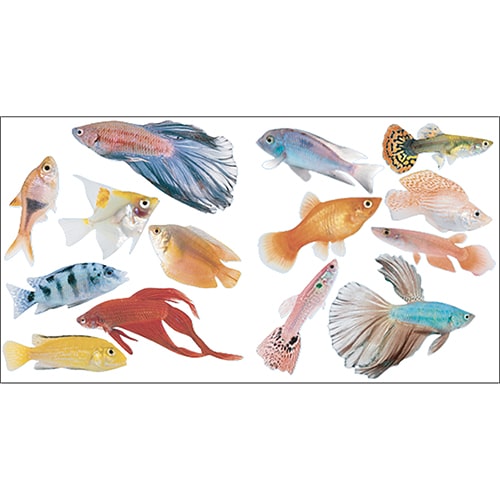 Stickers muraux poissons colorés