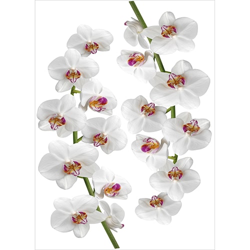 Sticker Orchidées blanches et roses à coller