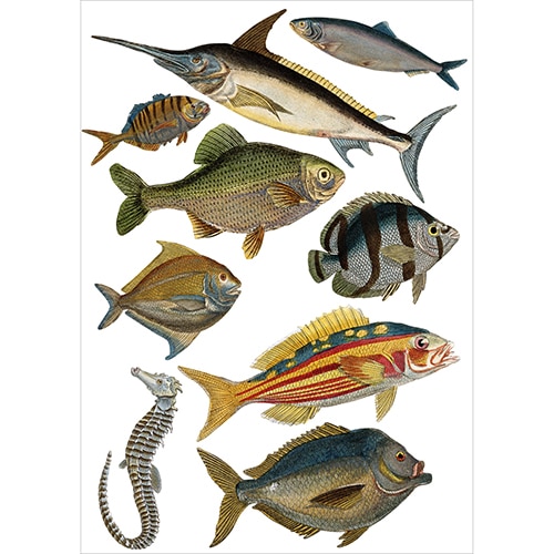 Stickers poissons espadon, hippocampe, maquereau