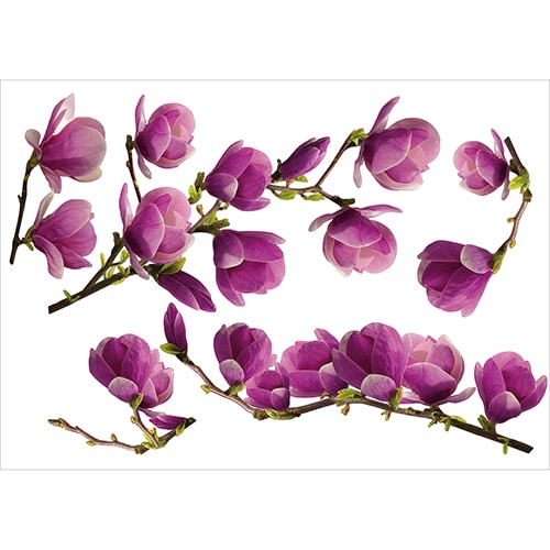 Sticker magnolia rose à coller au mur