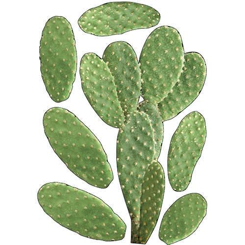 Sticker Géant Cactus Plats Adhésif Géant Cactus à coller
