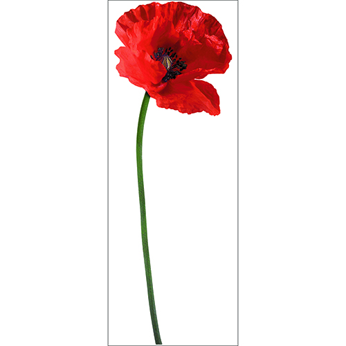 Autocollants géant Fleur coquelicot