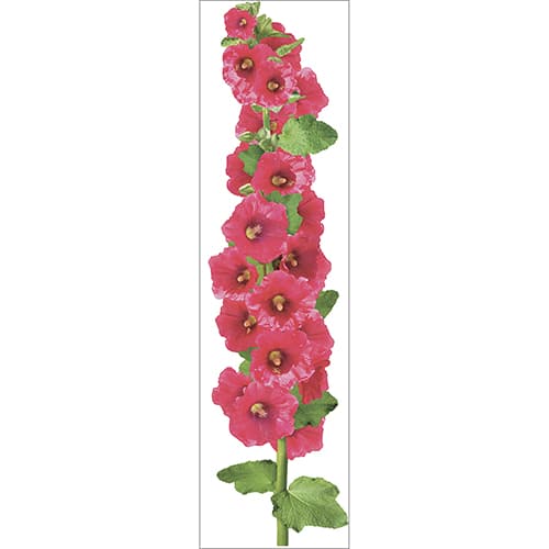 Stickers géant fleur Rose Trémière déco