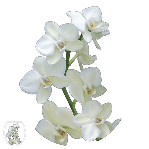 Optez pour une touche de fleurs avec notre sticker Orchidée !